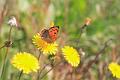 lycaena alciphron